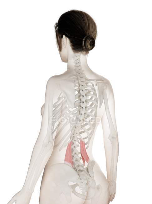 Female body model with detailed Quadratus lumborum muscle, digital illustration. — Stock Photo