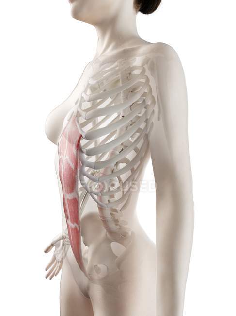 Modelo de corpo feminino com músculo reto abdominal detalhado, ilustração digital . — Fotografia de Stock