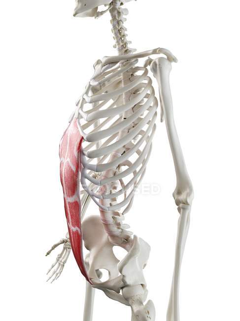 Menschliches Skelettmodell mit detailliertem geraden Bauchmuskel, digitale Illustration. — Stockfoto