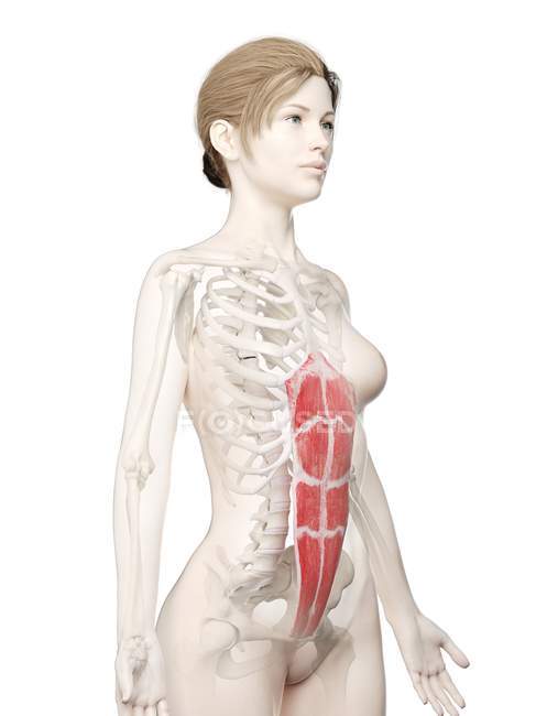 Modello di corpo femminile con muscolo addominale Rectus dettagliato, illustrazione digitale . — Foto stock