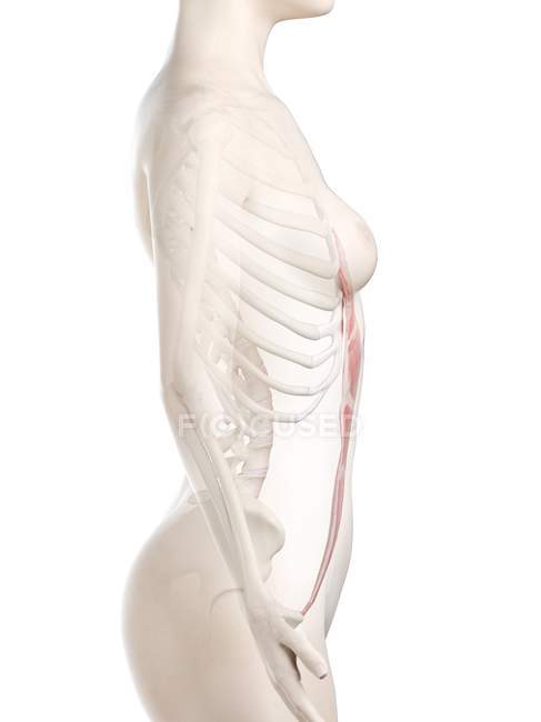 Модель жіночого тіла з деталізованим м'язами Прямокутника, цифрова ілюстрація . — стокове фото