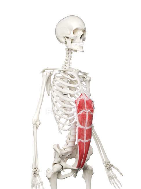Модель людського скелета з деталізованим м'язами Прямої абдомінації, цифрова ілюстрація . — стокове фото