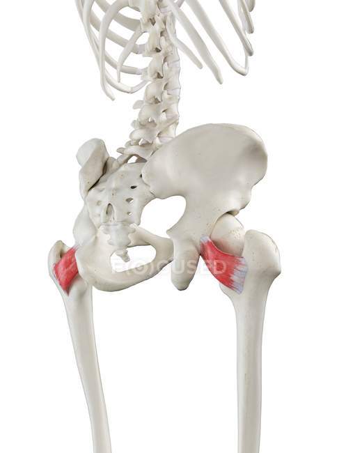 Modelo de esqueleto humano con músculo Quadratus femoris detallado, ilustración digital
. - foto de stock