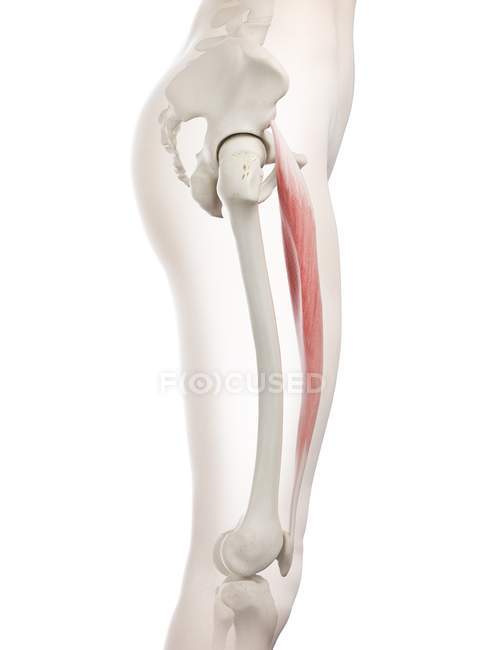 Modelo de cuerpo femenino con músculo recto femoral detallado, ilustración digital . - foto de stock