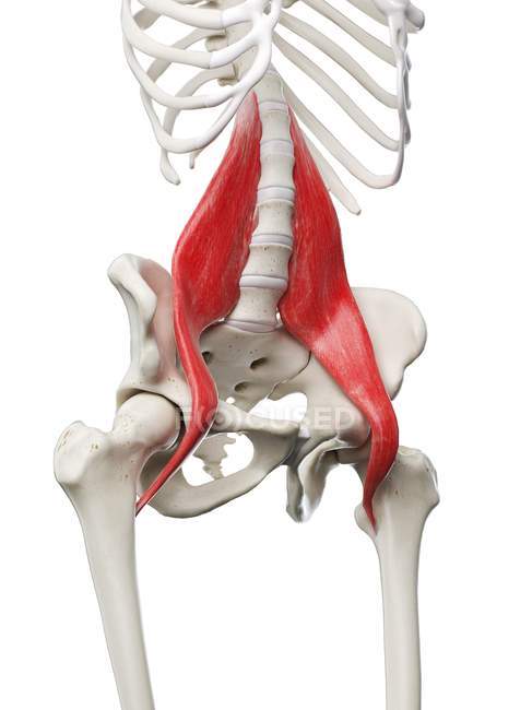 Modelo de esqueleto humano con músculo mayor Psoas detallado, ilustración digital
. - foto de stock