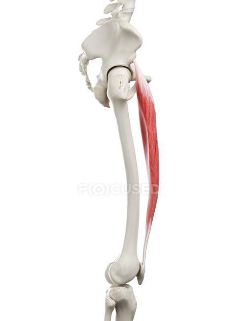 Modèle squelette humain avec muscle Rectus femoris détaillé, illustration numérique . — Photo de stock