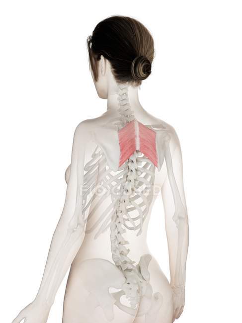Weibliches Körpermodell mit detailliertem rautenförmigen Hauptmuskel, digitale Illustration. — Stockfoto