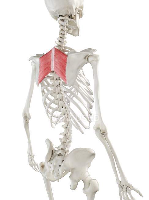 Menschliches Skelettmodell mit detailliertem rautenförmigen Hauptmuskel, digitale Illustration. — Stockfoto