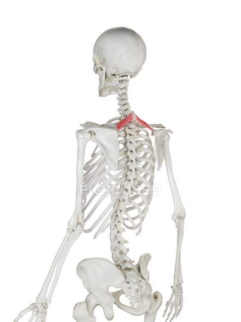 Human skeleton model with detailed Rhomboid minor muscle, digital illustration. — Stock Photo