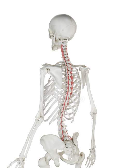 Modelo de esqueleto humano con músculo Rotatores detallado, ilustración digital
. - foto de stock