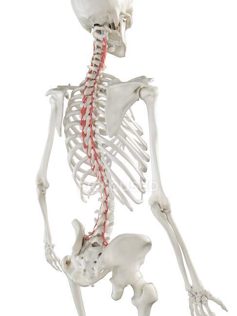 Modelo de esqueleto humano com músculo Rotatores detalhado, ilustração digital . — Fotografia de Stock