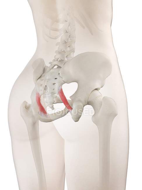 Esqueleto humano con ligamentos Sacrotuberosos, ilustración por ordenador
. — Stock Photo