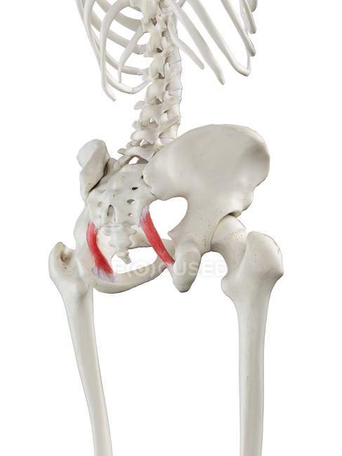 Human skeleton with Sacrotuberous ligaments, computer illustration. — Stock Photo