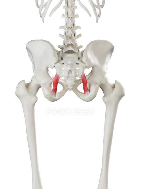 Squelette humain avec ligaments sacro-tubéreux, illustration informatique . — Photo de stock