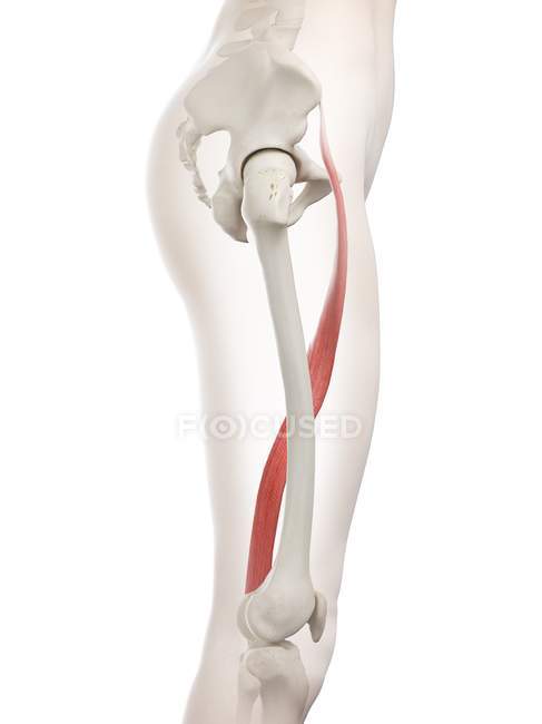 Жіноча модель тіла з детальним зображенням м'язів Сартора.. — стокове фото