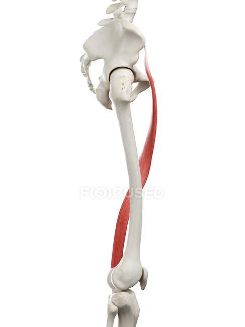 Esqueleto humano con músculo Sartorius de color rojo, ilustración por computadora . - foto de stock
