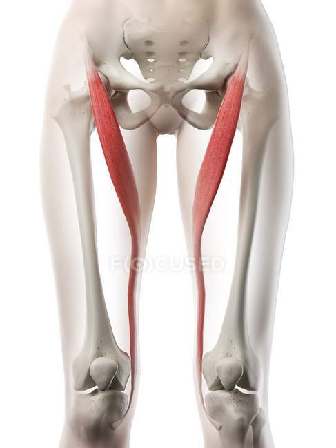 Female body model with red colored Sartorius muscle, computer illustration. — Stock Photo