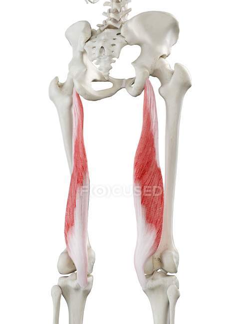 Menschliches Skelett mit rotem Semimembranosus-Muskel, Computerillustration. — Stockfoto