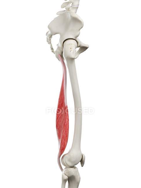 Human skeleton with red colored Semimembranosus muscle, computer illustration. — Stock Photo