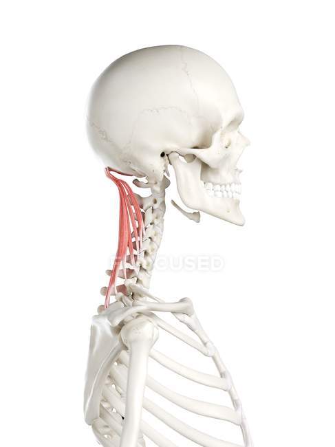 Human skeleton with red colored Semispinalis capitis muscle, computer illustration. — Stock Photo