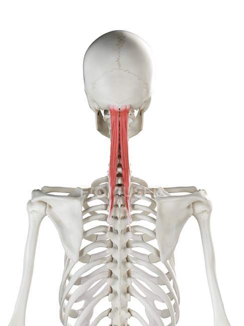 Esqueleto humano con músculo Semispinalis capitis de color rojo, ilustración por ordenador . - foto de stock