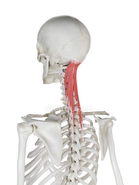 Squelette humain de couleur rouge Semispinalis capitis muscle, illustration de l'ordinateur . — Photo de stock