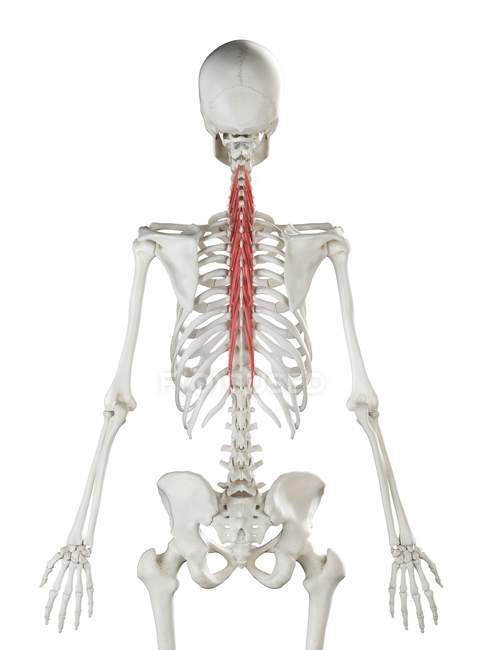 Scheletro umano con muscolo rosso Semispinalis thoracis, illustrazione al computer . — Foto stock