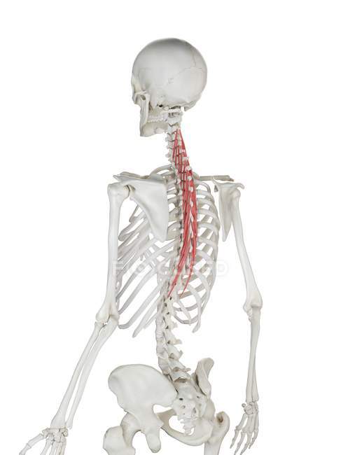 Esqueleto humano com vermelho colorido músculo Semispinalis thoracis, ilustração do computador . — Fotografia de Stock