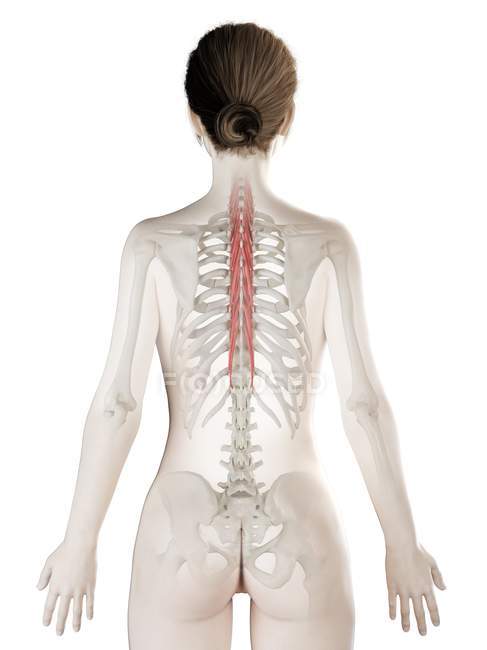 Modelo de cuerpo femenino con músculo Semispinalis thoracis de color rojo, ilustración por ordenador
. - foto de stock