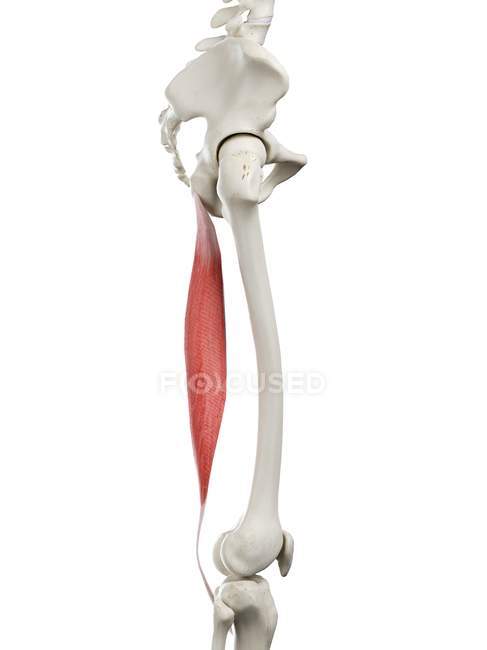 Human skeleton with red colored Semitendinosus muscle, computer illustration. — Stock Photo