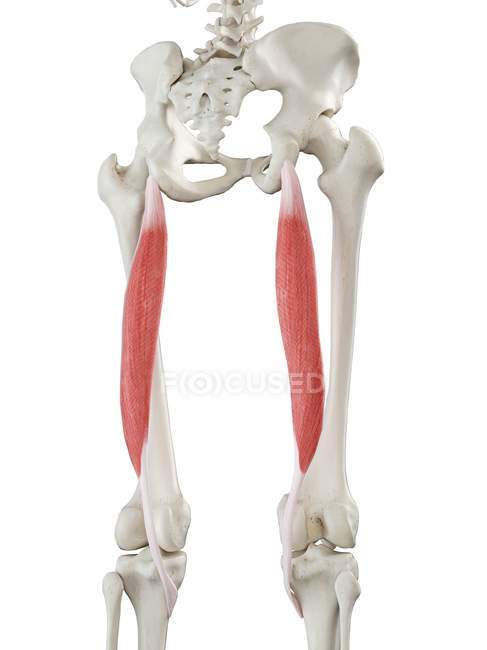 Esqueleto humano con músculo semitendinoso de color rojo, ilustración por computadora . - foto de stock