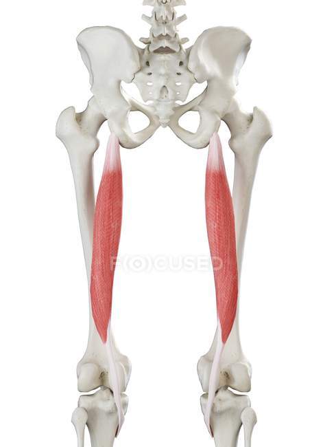 Menschliches Skelett mit rot gefärbtem Semitendinosus-Muskel, Computerillustration. — Stockfoto