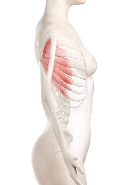 Modelo de cuerpo femenino con músculo anterior Serratus de color rojo, ilustración por ordenador . - foto de stock