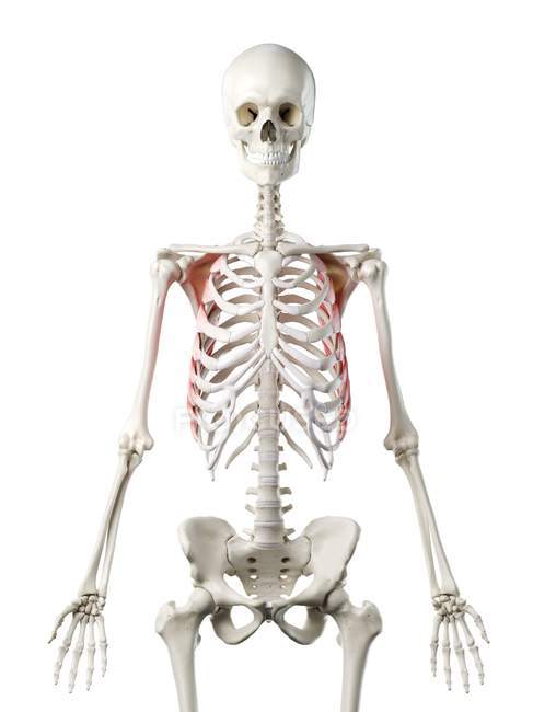 Человеческий скелет с передней мышцей Serratus красного цвета, компьютерная иллюстрация . — стоковое фото
