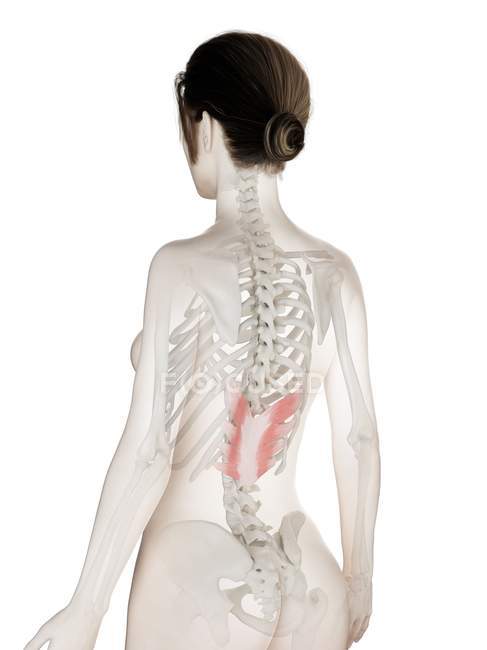 Weibliches Körpermodell mit rotgefärbtem Serratus posterior inferior Muskel, Computerillustration. — Stockfoto
