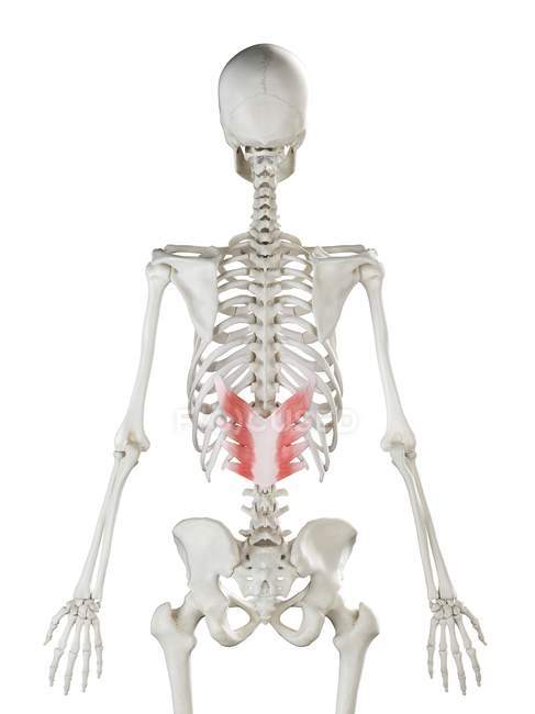 Scheletro umano con muscolo inferiore posteriore Serratus di colore rosso, illustrazione al computer . — Foto stock