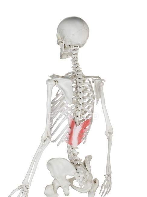 Scheletro umano con muscolo inferiore posteriore Serratus di colore rosso, illustrazione al computer . — Foto stock