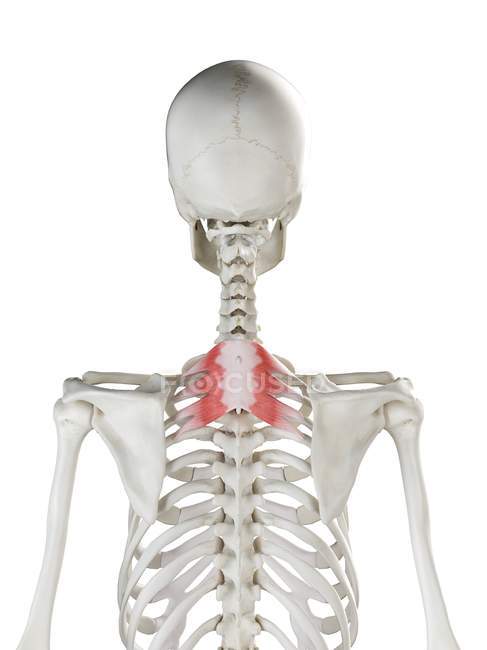 Scheletro umano con muscolo superiore posteriore Serratus di colore rosso, illustrazione al computer . — Foto stock