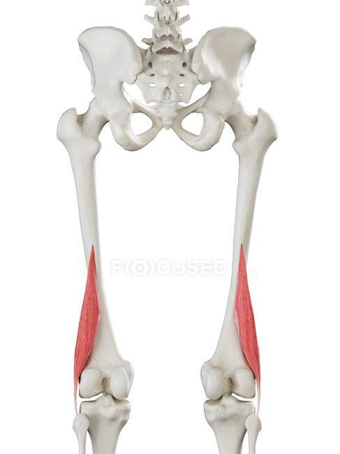 Menschliches Skelett mit rotgefärbtem kurzen Bizeps-Femoris-Muskel, Computerillustration. — Stockfoto