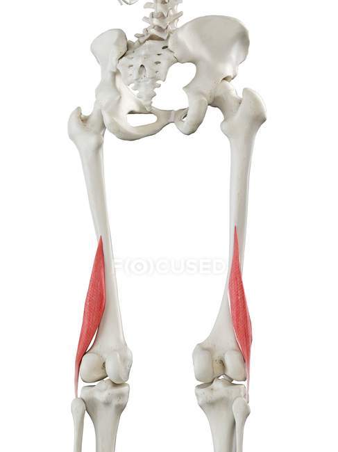 Esqueleto humano com vermelho colorido bíceps curto músculo femoral, ilustração do computador . — Fotografia de Stock