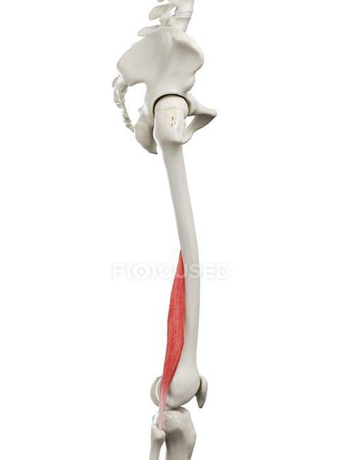 Human skeleton with red colored Short biceps femoris muscle, computer illustration. — Stock Photo