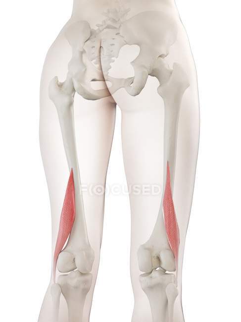 Female body model with red colored Short biceps femoris muscle, computer illustration. — Stock Photo