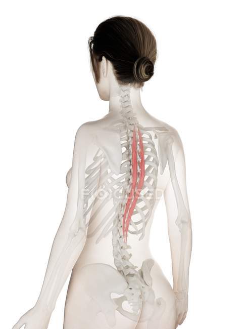 Weibliches Körpermodell mit rot gefärbtem Brustmuskel des Spinalis, Computerillustration. — Stockfoto