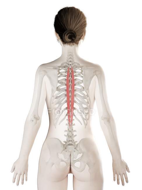 Modelo de cuerpo femenino con músculo Spinalis thoracis de color rojo, ilustración por ordenador
. - foto de stock