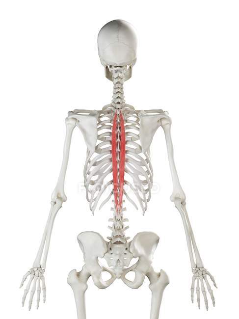 Human skeleton with red colored Spinalis thoracis muscle, computer illustration. — Stock Photo