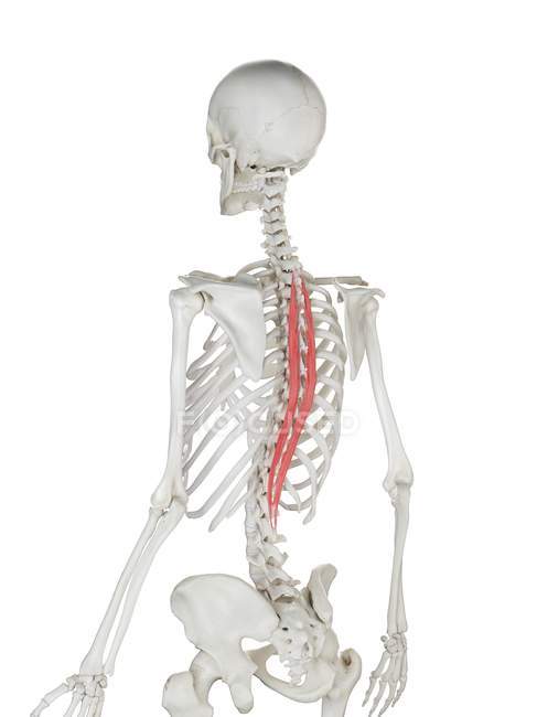 Menschliches Skelett mit rot gefärbtem Brustmuskel des Spinalis, Computerillustration. — Stockfoto