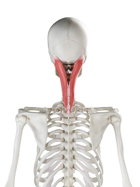 Human skeleton with red colored Splenius capitis muscle, computer illustration. — Stock Photo