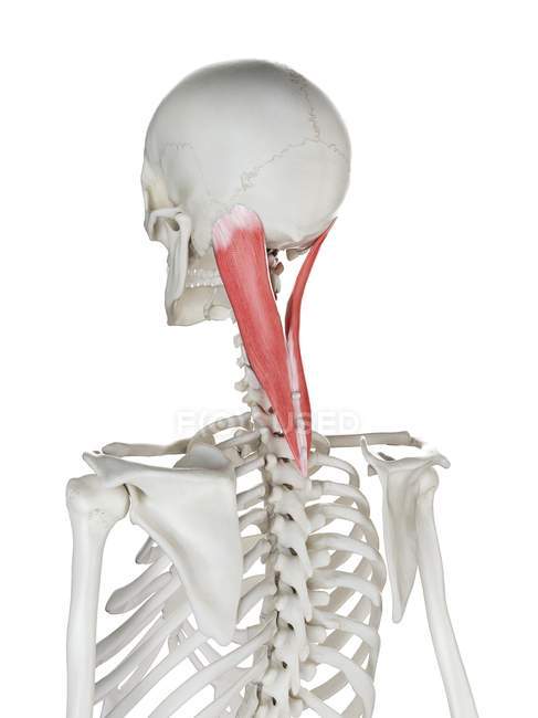 Scheletro umano con muscolo colorato rosso Splenius capitis, illustrazione al computer . — Foto stock