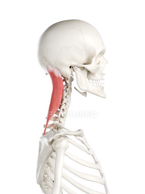 Human skeleton with red colored Splenius capitis muscle, computer illustration. — Stock Photo