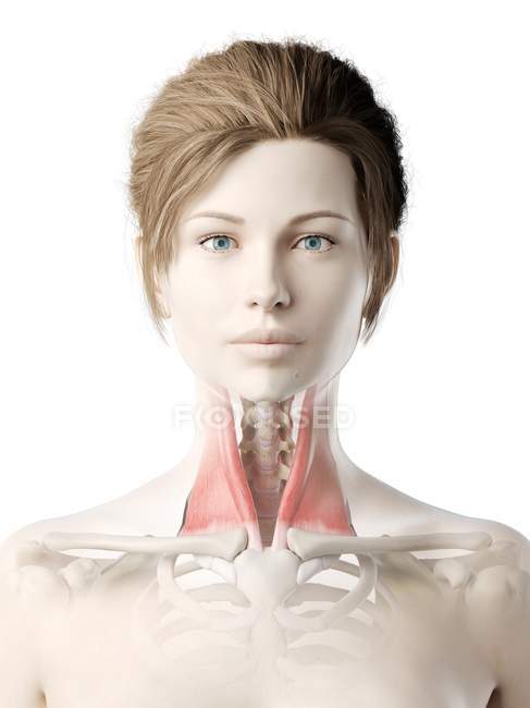 Female body model with red colored Sternocleidomastoid muscle, computer illustration. — Stock Photo